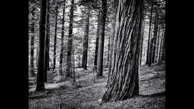 Beautiful Downtempo Ambient Harmonica | Relaxing and Soothing Harmonica | Music to Study, Relax смотреть онлайн