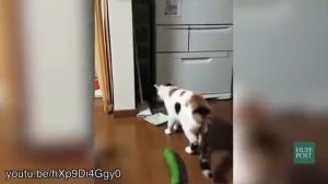 Кошки бояться огурцов