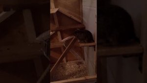 Чудо-конструкция для дегу. Первый день в новом доме.