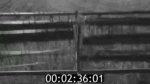 Деревня Дуброво на реке Шелонь, уборка хлеба, председатель П Прокофьева, агроном А Хлыстова 1969г