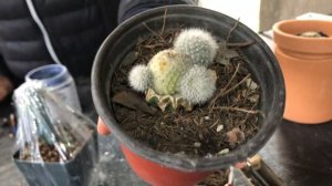 ¿INJERTAR un CACTUS? ¿Para qué? ¡Mi primera vez! - Mundo Suculento