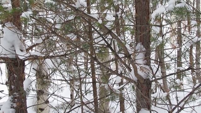 птицы Урала. длиннохвостая синица аполлоновка ( ополовник) ,клесты.