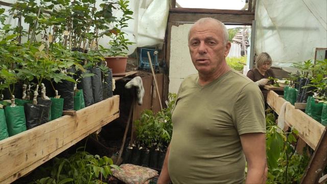 Ведмежий горіх, фундук та щеплені волоські горіхи у Вінниці смотреть онлайн