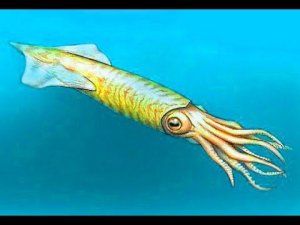 Палеонтология. Белемнит.