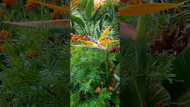Bird of paradise flower. Natures wonder. Another beautiful creation of creator. For Nature lovers