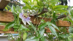 Passiflora Caerulea (Blue Crown Passion Fruit) is flowering