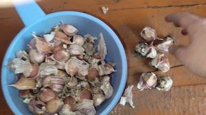 Как ПРАВИЛЬНО посадить чеснок осенью под зиму, ОЗИМЫЙ чеснок 2023, как учила меня бабушка