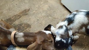 У козлят пропала жвачка, отказ от корма и как удалось из этой ситуации выкарабкаться.