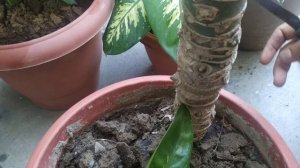 #plant #garden #homegarden how to grow multiple plant from single Dieffenbachia amoena