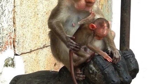 Hampi - The Essence of Vijay Nagar of Chola Dynasty смотреть онлайн