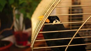 Священная майна разговаривает.