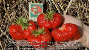Клубника Первоклассница — описание сорта