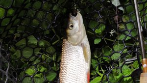 Десна. Микро-воблеры, вечером 21 августа 2024 года