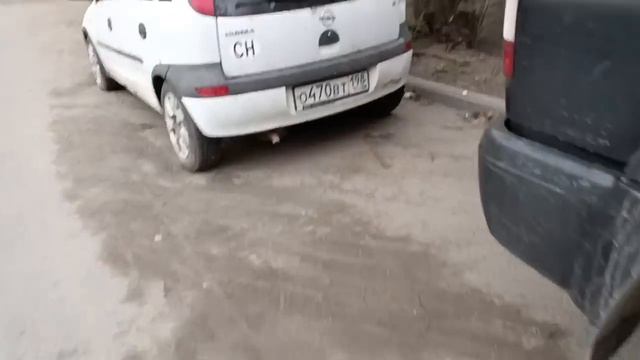 Наши уличные питомцы. смотреть онлайн