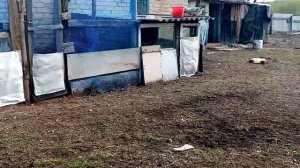 Ленинградская золотисто серая порода кур на утренней прогулке!!!!