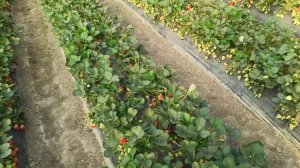 Как заработать на клубнике. Прикольная клубничка!) Мальга, Кабрилло! Малообъёмка.