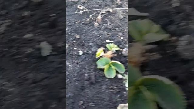 Выращивание и уход за ремонтантной клубникой. Апрель 2019г.
