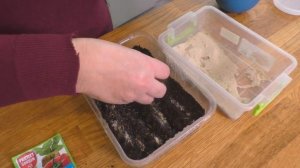 ВЕРБЕНА и ОБРИЕТА - Посев Семян На РАССАДУ. Мои цветы. Мой опыт.