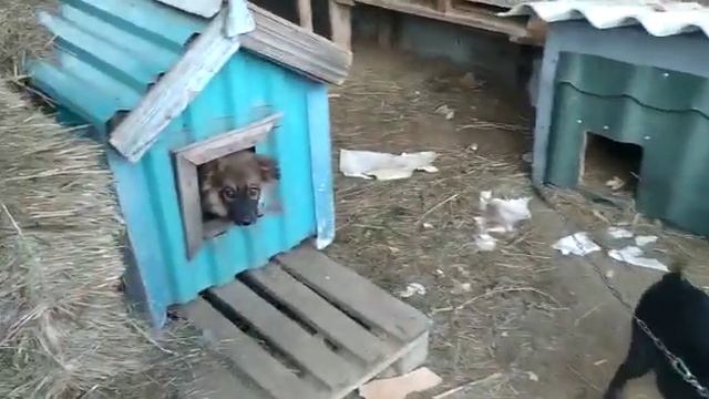 Наши дружные подопечные. Новый житель нашей передержки - Луна.