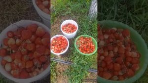 сдала кровь//тренировки/репетиции/концерты//(1 год назад)