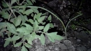 Кто кушает рассаду в теплице и как бороться