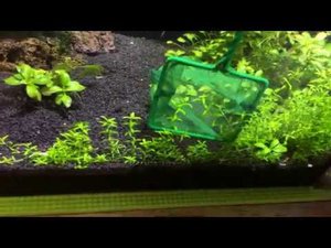 Прополка в креветочнике