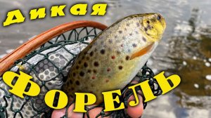 Дикая форель. Хариус. Рыбалка в Ленинградской области. Июль 2023.
