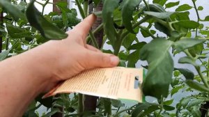 Томат Долгоносик на 18.07.20. Очень мне нравится!