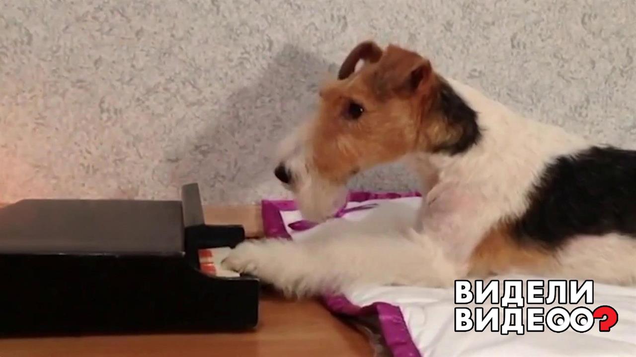 Нотная грамота для Тэффи. Видели видео? Фрагмент выпуска от 04.01.2020