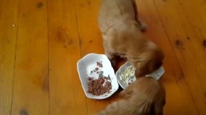 Щенки кокер спаниеля (1 месяц) - 3