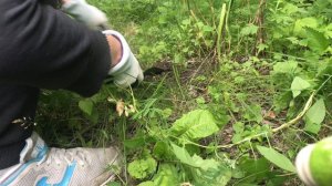 День-тюлень на даче. Обед в заброшке. Кормим огурцы и петунию