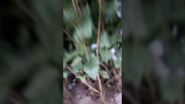Саженцы смородины.
