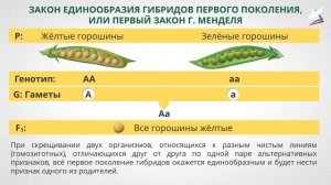 Моногибридное скрещивание. Первый и второй закон Менделя. Генетическая символика и терминология