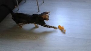 Шарик лопнул... Печалька :(