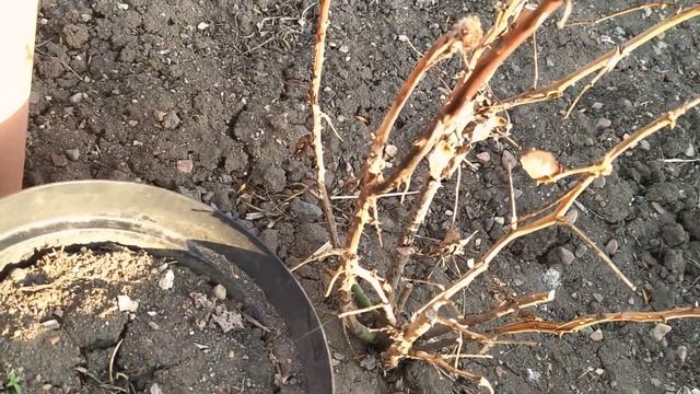 Коровы/ шишка на вымени что делать напишите? В комментарии/жизнь в Деревне смотреть онлайн