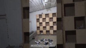 ГОЛУБИ  ТАСМАНЫ ОКТАМА УЗБЕКИСТАН Г ГУЛИСТАН  PIGEONS