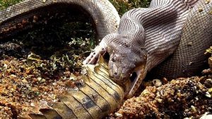 Самая большая современная змея - Гигантская Анаконда Королева Змей