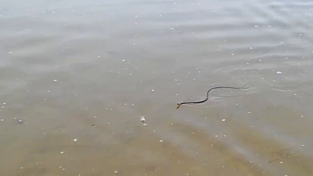 Уж в оз.Увильды (Челябинская обл.) смотреть онлайн