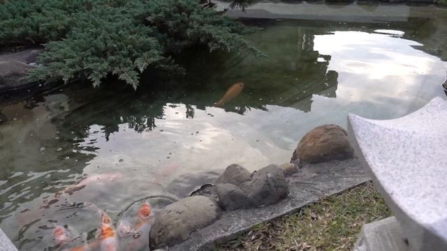 НАСТОЯЩИЙ японский пруд на даче! Цветные рыбки для водоёма на участке! Супер рыбы для пруда! смотреть онлайн