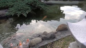 НАСТОЯЩИЙ японский пруд на даче! Цветные рыбки для водоёма на участке! Супер рыбы для пруда!