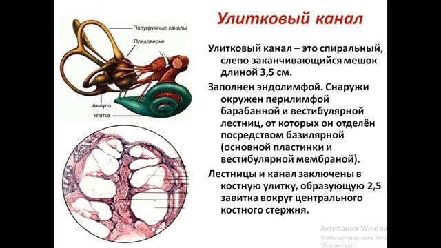 Лекция №4 по гистологии. Органы чувств. Орган слуха.