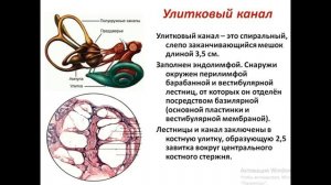 Лекция №4 по гистологии. Органы чувств. Орган слуха.