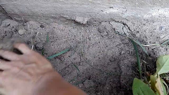 Осенняя посадка Рябчика императорского и декоративного чеснока. смотреть онлайн