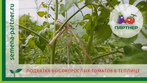 Подвязка высокорослых томатов в теплице
