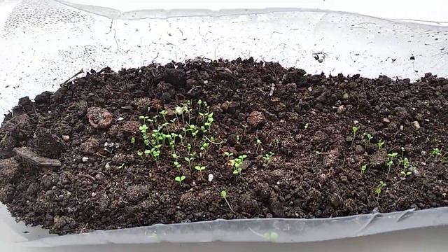 Выращивание петуньи дома на подоконнике