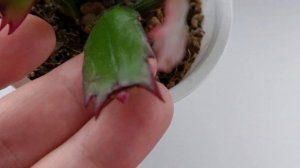 История любви к декабристам. Шлюмбергера, рождественник, зигокактус, декабрист.