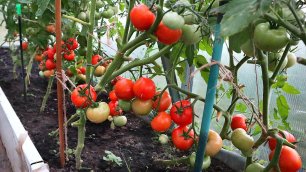 Самый высокоурожайный низкорослый сорт помидор для открытого грунта и теплиц. Сорт томатов Катя f1