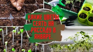 Какие цветы нужно сеять на рассаду в январе.??