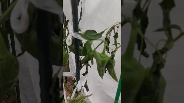 мои перцы после заморозков - 4*С и ниже, в теплице под спандбондом, замёрзли или нет? снято 14.10.2
