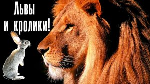 Львы и кролики